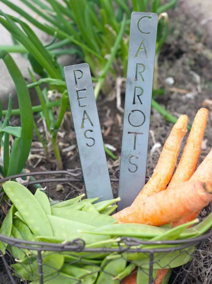 Metal garden markers in carrots and peas
