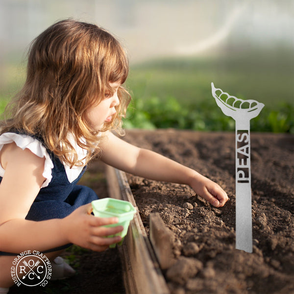 peas plant stakes in dirt