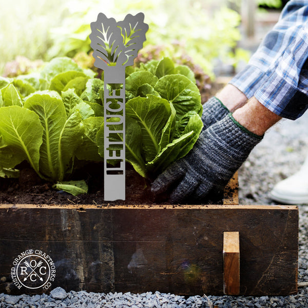 lettuce plant stake in lettuce box